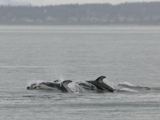 1/2500s, f/6.3, 300mm, ISO 800, focus distance: 82 metres