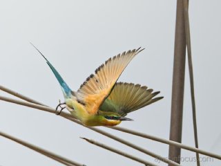 Blue tailed bee eater