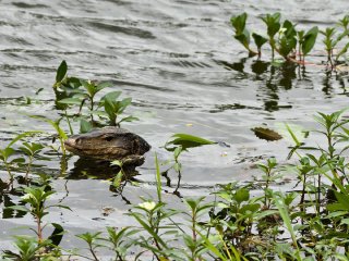 Large water lizard