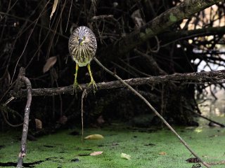 Pond heron