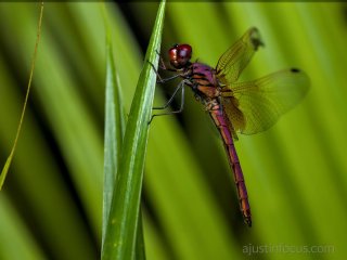 A sleeping(?) dragonfly with small parasites on its thorax