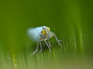 MFT 90mm @~23.5cm (w.d. ~6cm) 1/100s f/7.1 CoC: 1.5cm DoF: ~1mm