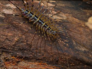 An exotic centipede out stalking for prey at night