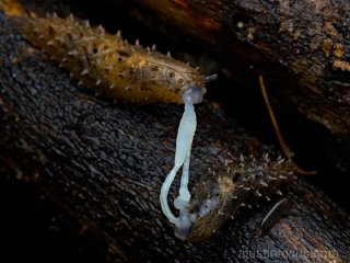 Weird Pseudaneitea(?) slugs mating(?)
