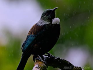 A well-fed tui enjoying protections in the Orokonui Ecosanctuary