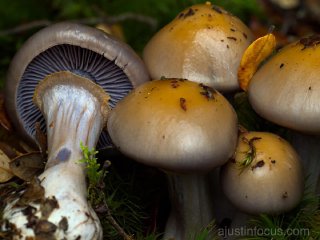 Another purple webcap(?), the cause for whose hues I would like to know