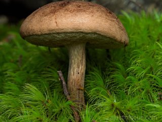 A bolete (Tylopilus sp.?)