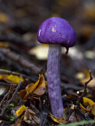 A deep purple mushroom, perhaps a young webcap or bolete, within cm's of the track