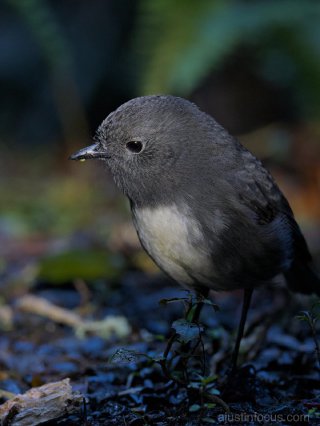 The south island robin, teaching us to slow down and take a closer look