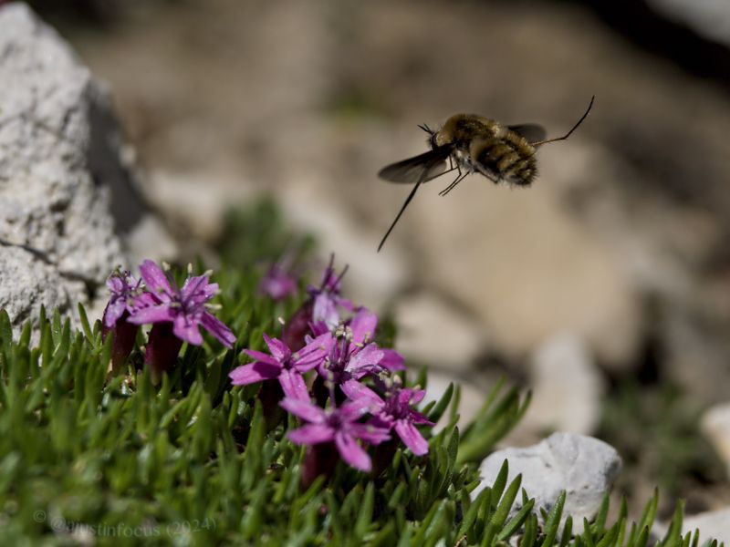 Bee fly