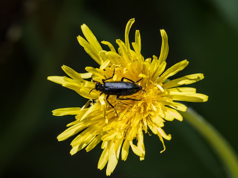 Blister beetle