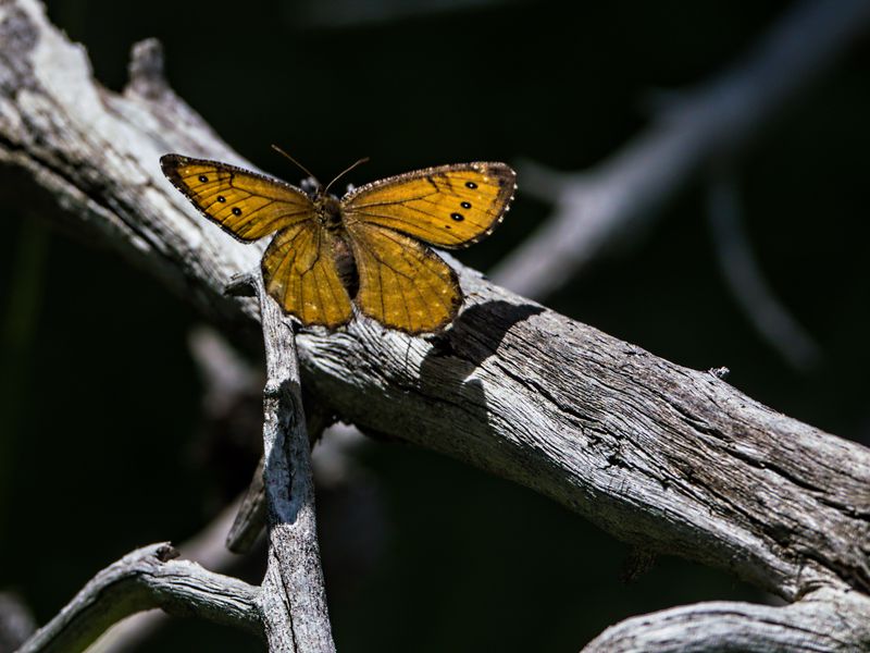 Chryxus arctic