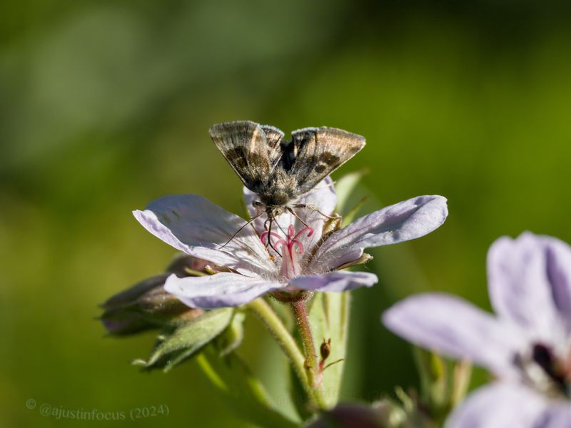 Cutworm moth