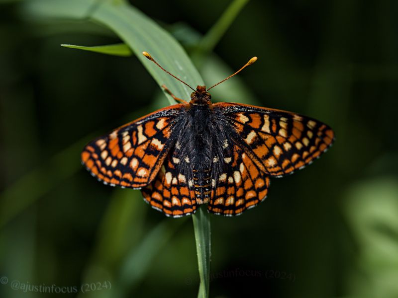 Edith's checkerspot