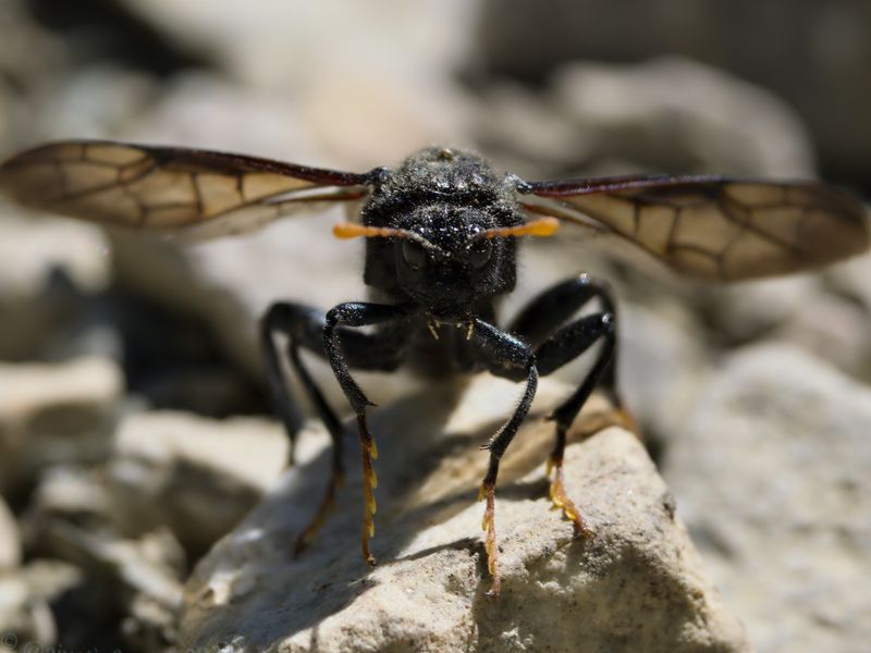 Elm sawfly