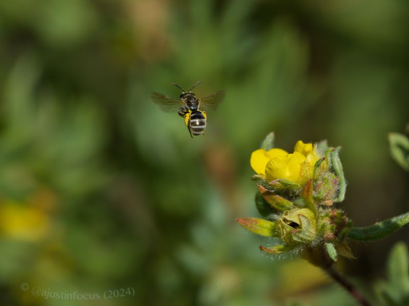 Tripartite sweat bee