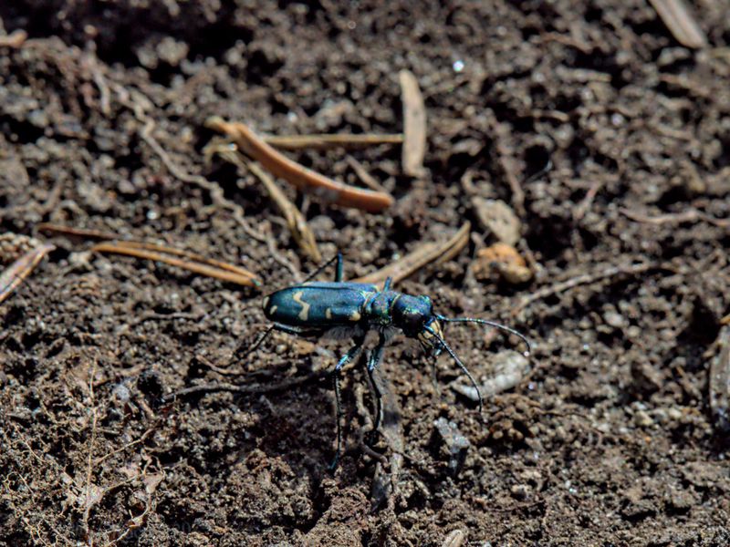 Western tiger beetle