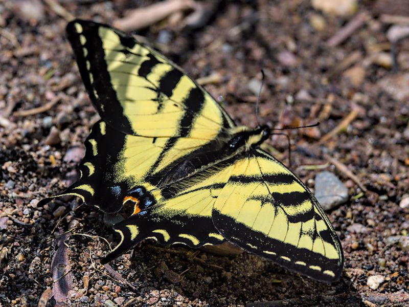 Western tiger swallowtail