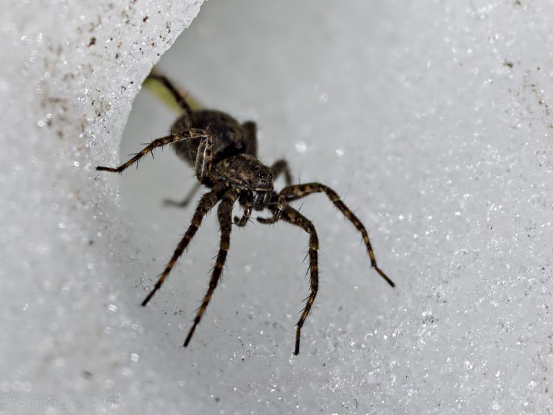 Wolf spider