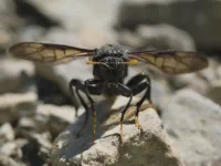 Alpine insects thumbnail