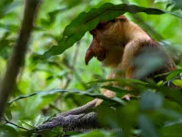 Bako National Park thumbnail