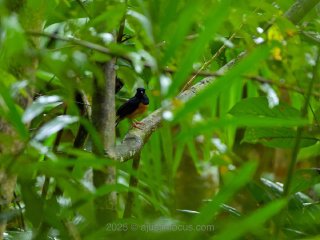 A curious, intelligent bird, with plenty to sing about