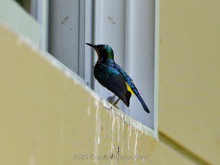 A ruby-cheeked sunbird. Antics included chatting with its reflection