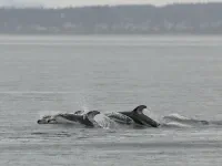 Rare coldwater dolpins! thumbnail