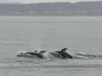 Rare coldwater dolpins! thumbnail