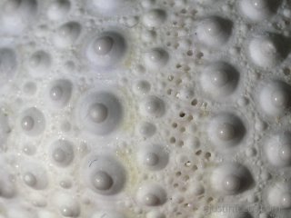 f/11 ISO1000 (2.6x crop): f/11 is a decent 'mid-range' compromise for macro detail with a good lens.