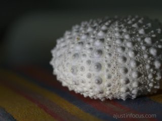 f/11 (MFT): a decent compromise for macro