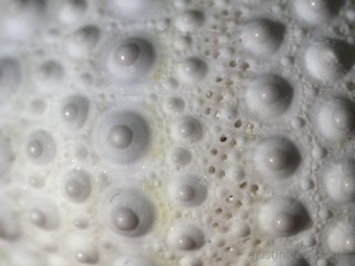 f/6.3 ISO1000 (2.6x crop): impressive detail for this crop level on a 20MP MFT camera! (This crop represents ~3MP)