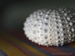 f/6.3 (MFT): is the blur 'artsy?'