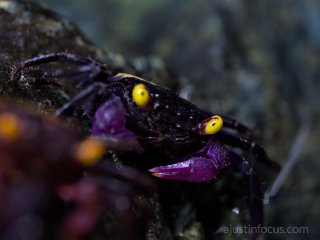 frame #15 | MFT 90mm @~33.0cm 1/40s f/6.3. One claw resolved