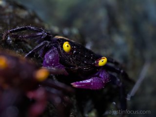 frame #9 | MFT 90mm @~32.5cm 1/40s f/6.3. Mouth parts are resolved