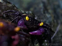 Aperture, macro, & focus stacking thumbnail