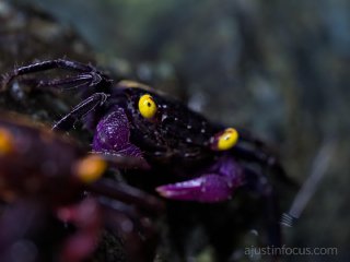 Subject focus(??) Only one eye is sharp | MFT 90mm @32cm 1/40s f/6.3 DoF: ~2mm