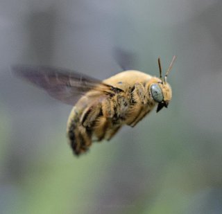 A very large bee that likes to hover around quieter garden alleyways
