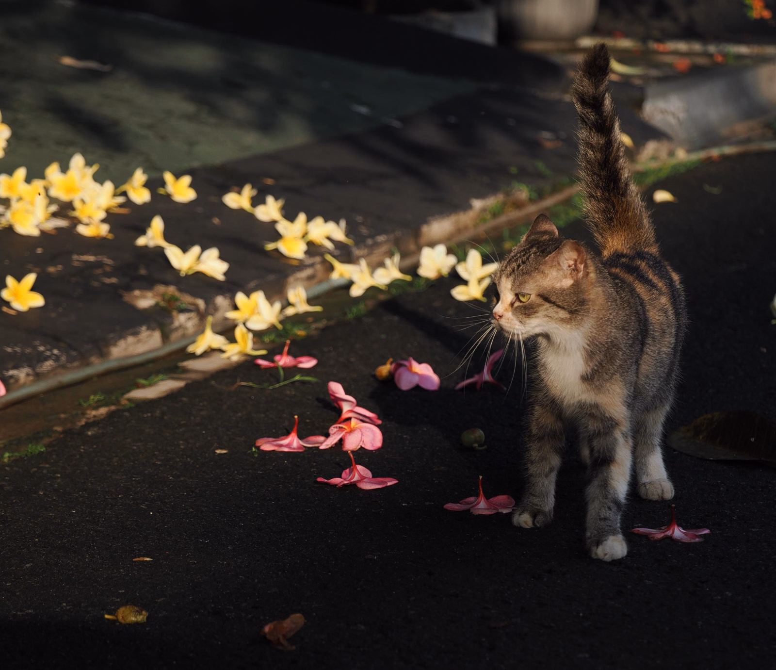 Cat Cat