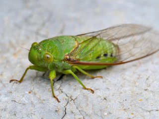 Cicada