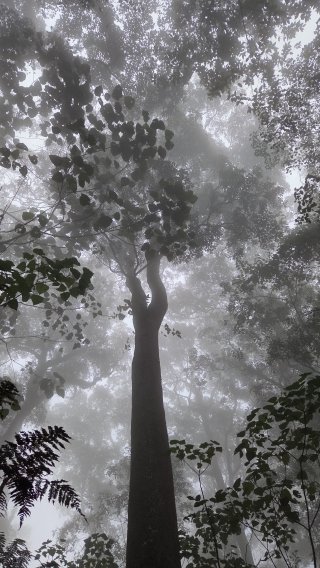 Cloud rainforest above Bandung