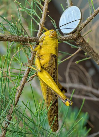 The massive Javan grasshopper