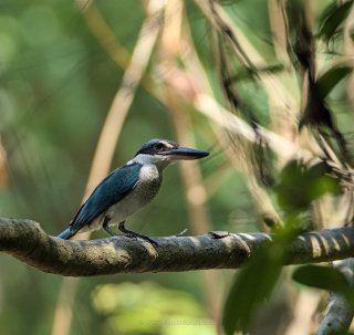 Kingfishers at home in healthy coastal areas