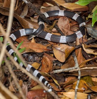 A cute and shy forest krait, potentially deadly if physically assaulted