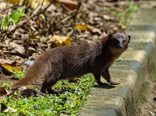 A javan mongoose patrols the Bogor palace grounds, south of Jakarta