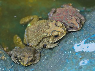 Toads
