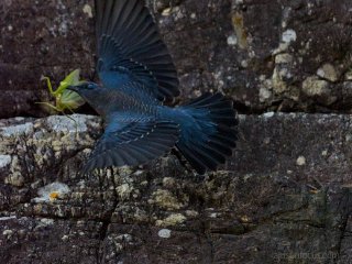 There can be only one (300mm f/4.0 1/1600s ISO5000)