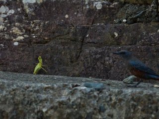 Alien vs. predator (300mm f/4.0 1/1600s ISO5000)