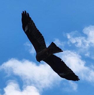 Black Kite Black Kite