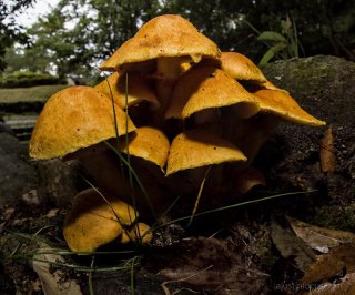 Golden mushrooms Golden mushrooms